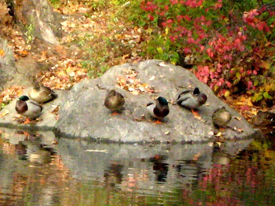 Mallard Ducks (Anas platyrhynchos)