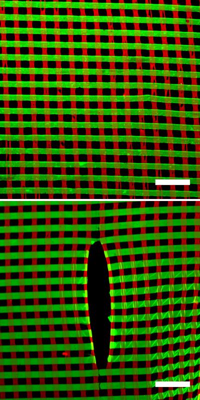 Suara walet kawin walet mp3 free bunyi kucing mp3