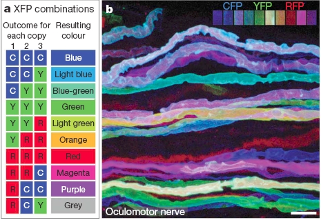 [brainbow_combos.jpg]