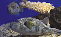 Fugu