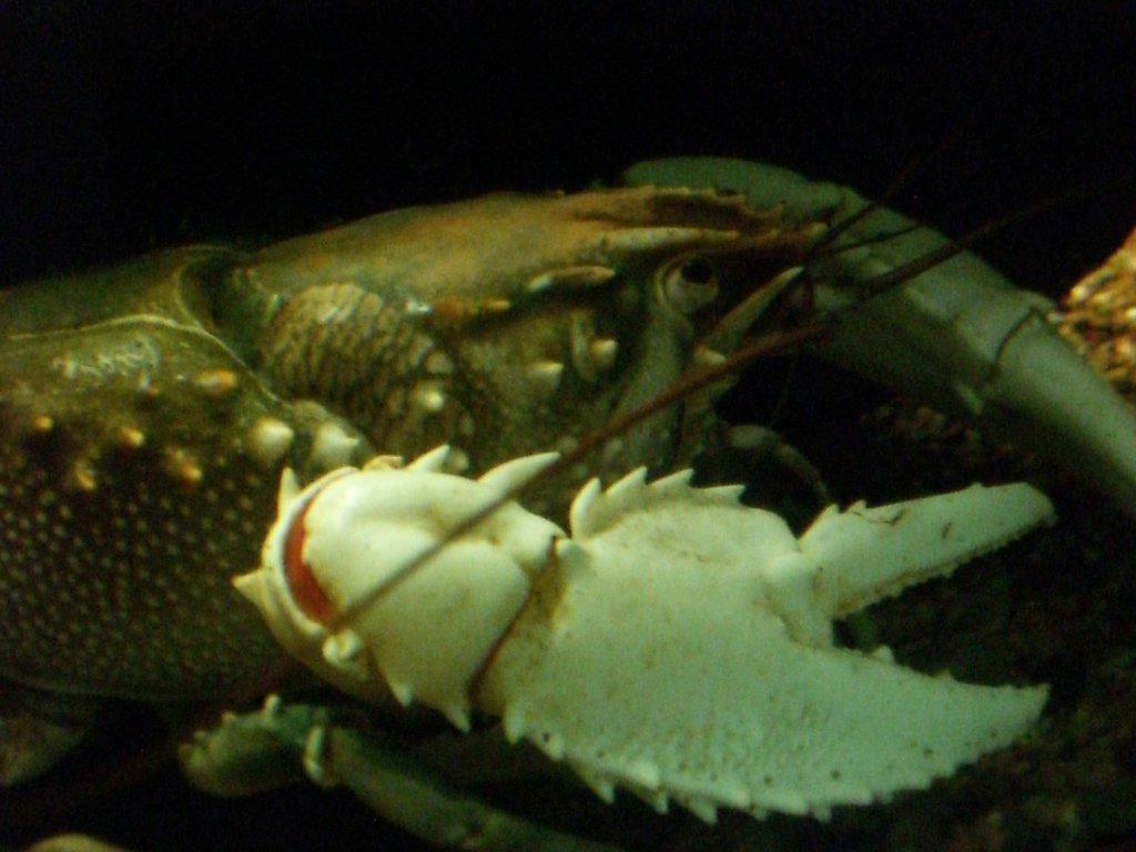 [Euastacus_armatus.jpg]