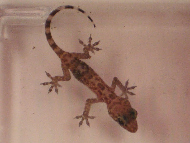 [Mediterranean_gecko.jpg]