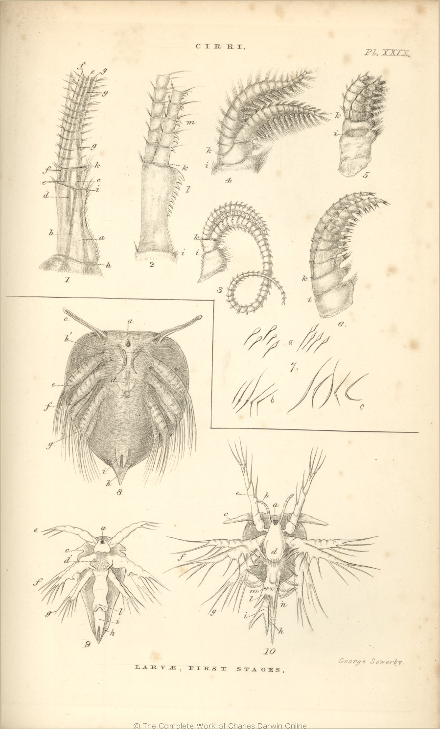 [Balanidae_Darwin_1854.jpg]
