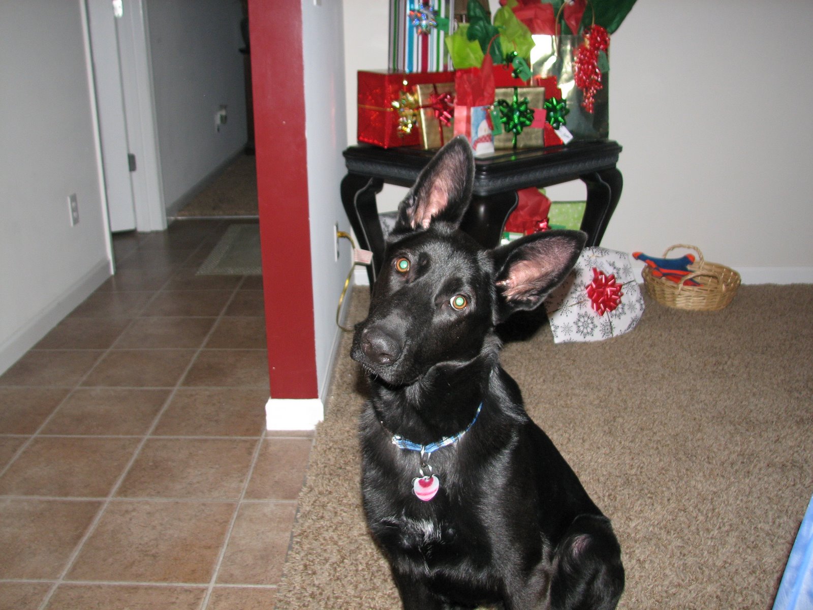 [Christmas+2008+(5).JPG]