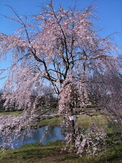 三春の枝垂桜