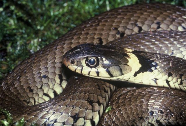 Makkal Sakthi Jr Mimpi Ular