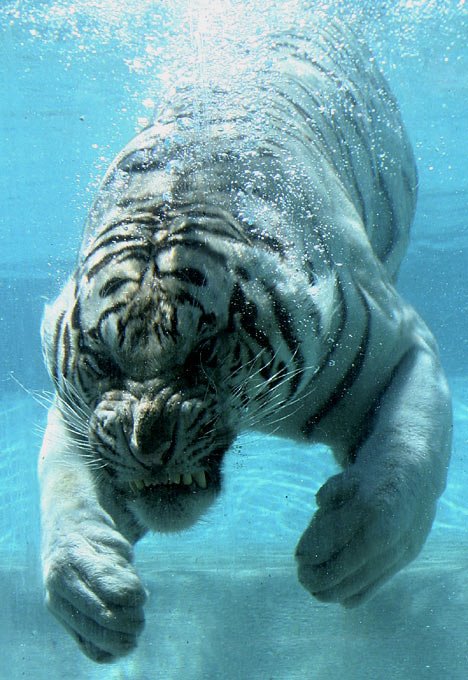 [White+Tiger+05.jpg]