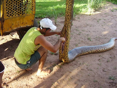 anaconda pictures eating