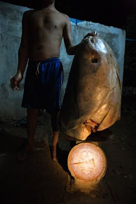 Giant+mekong+catfish+world+record