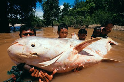 Largest+mekong+catfish