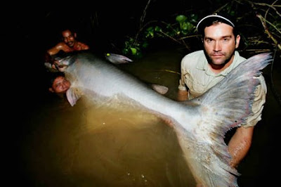 Giant+mekong+catfish+world+record