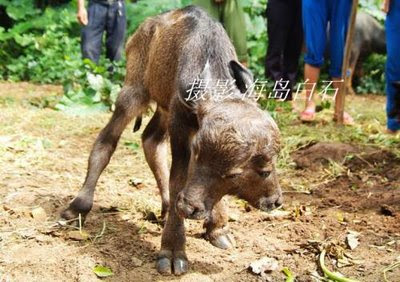 Baby Buffalo