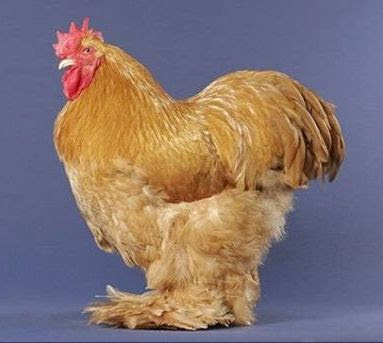 Beautiful+Chickens+In+The+World+13.jpg