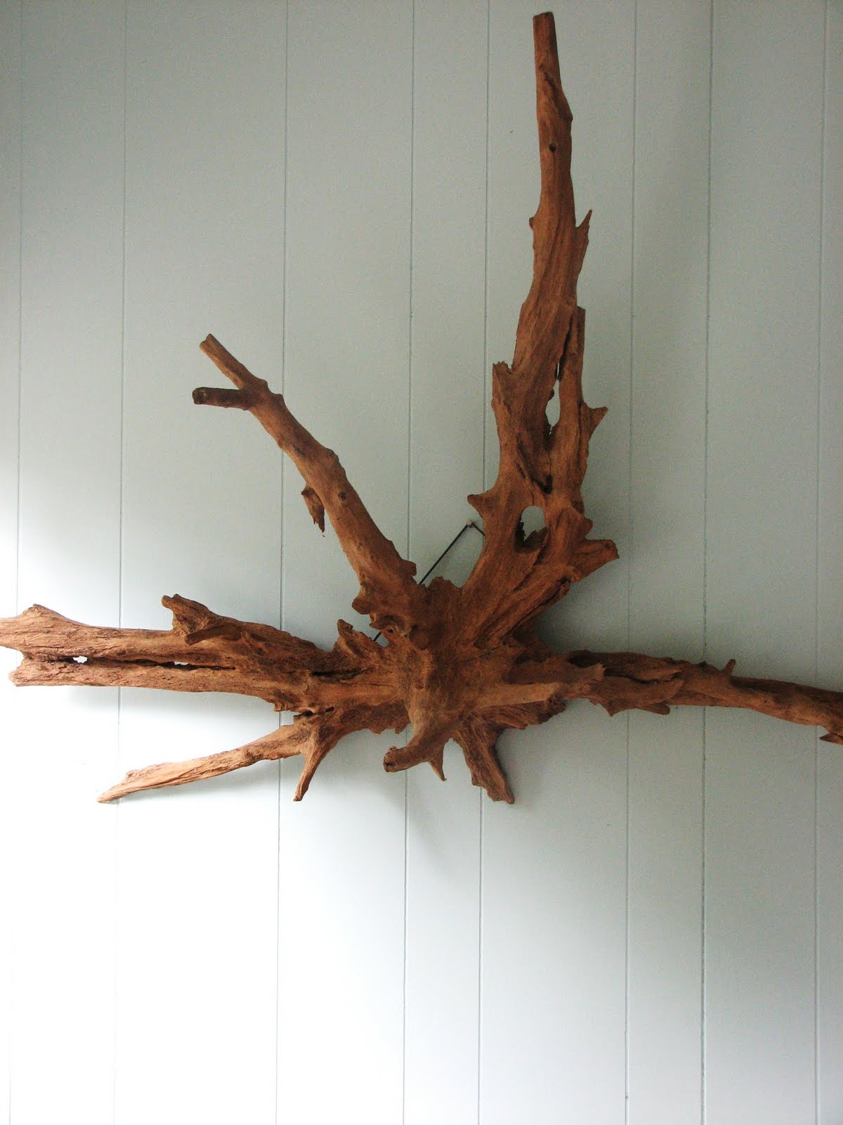 [Liessdriftwood.JPG]