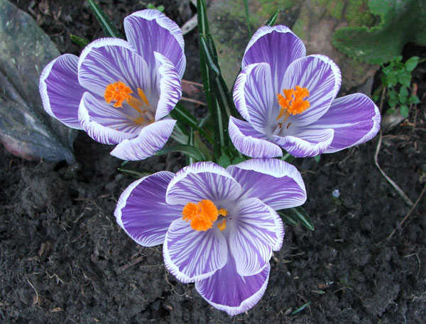 [crocus-spring.jpg]