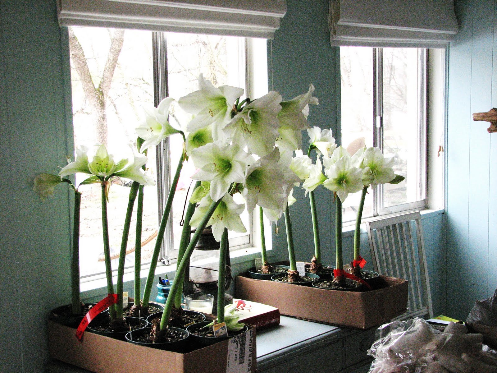[bhg+shoot+001.JPG]