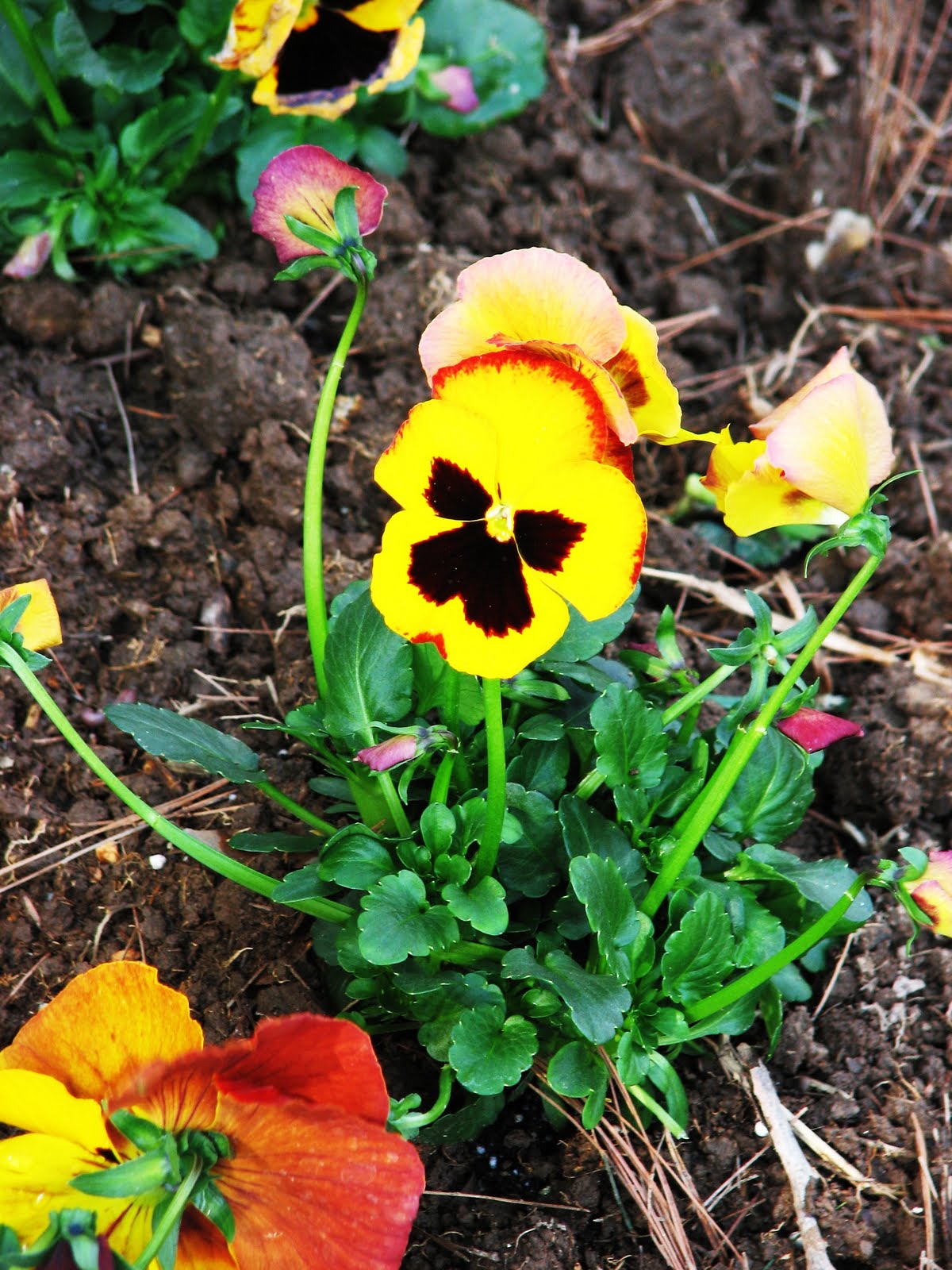 [nursery+019.JPG]