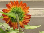 Sunflower, 12th and Reed, Philadelphia, July, 2008