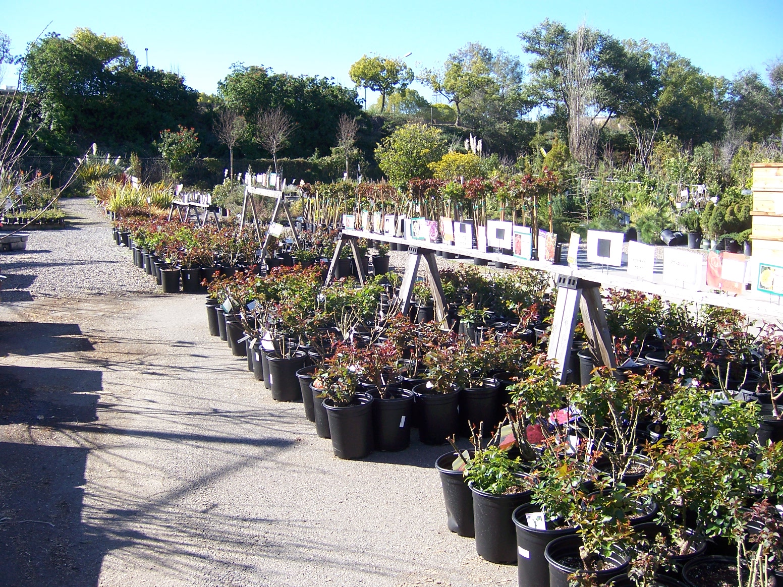 The 2 Minute Gardener Photo Walter Andersen Nursery All Photos By Doug Kalal Taken At Walter Andersen Nursery In Poway