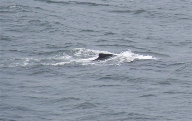[whalefin+(Small).jpg]