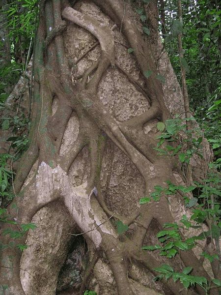 [450px-Strangler_fig_kerala.jpg]