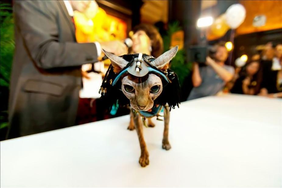 Fun Crawler Feline cat fashion show