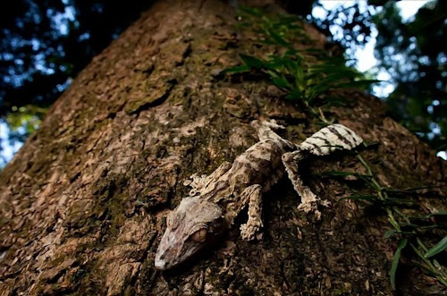 hutan batu madagaskar