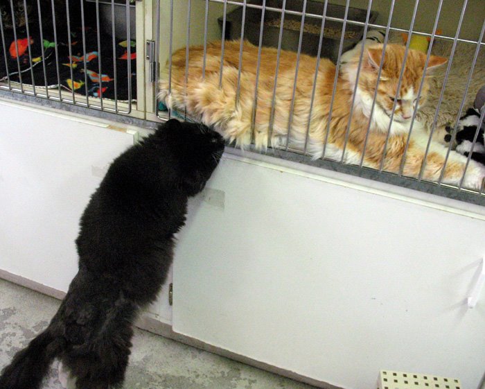 [cats+8a.jpg]