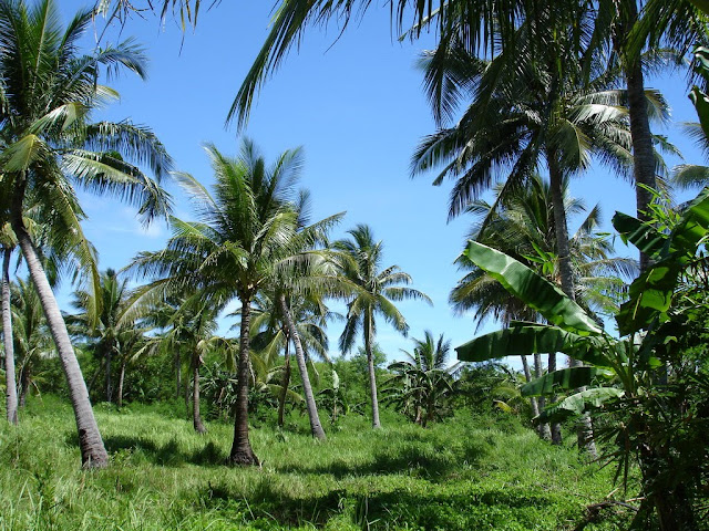 Coconut Trees Wallpaper