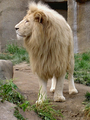 wallpaper lion king. Lion King Desktop Wallpapers