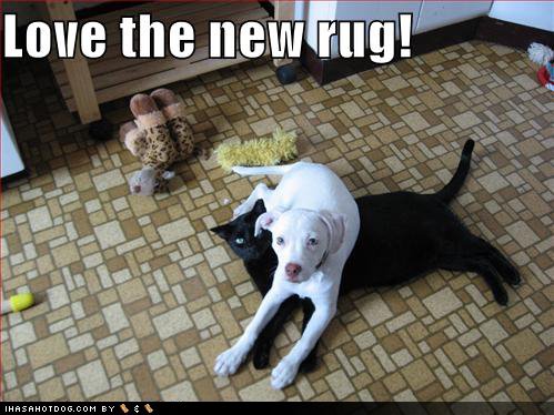 [funny-dog-pictures-new-black-cat-rug.jpg]