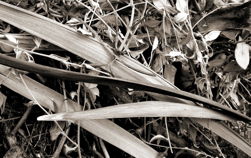 LEAVES DRYING  -  FOR MONOCHROME WEEKLY