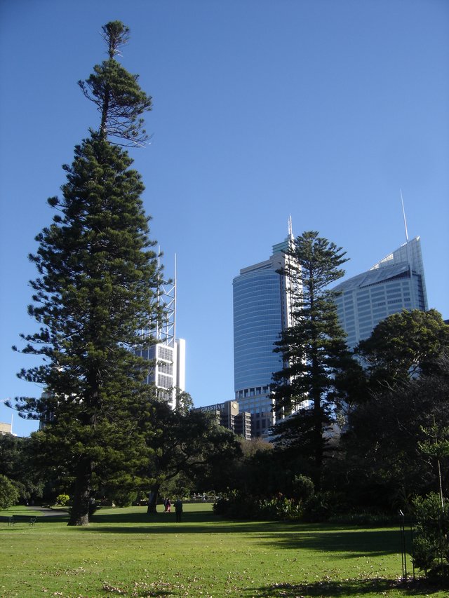 Araucaria - Pin colonaire