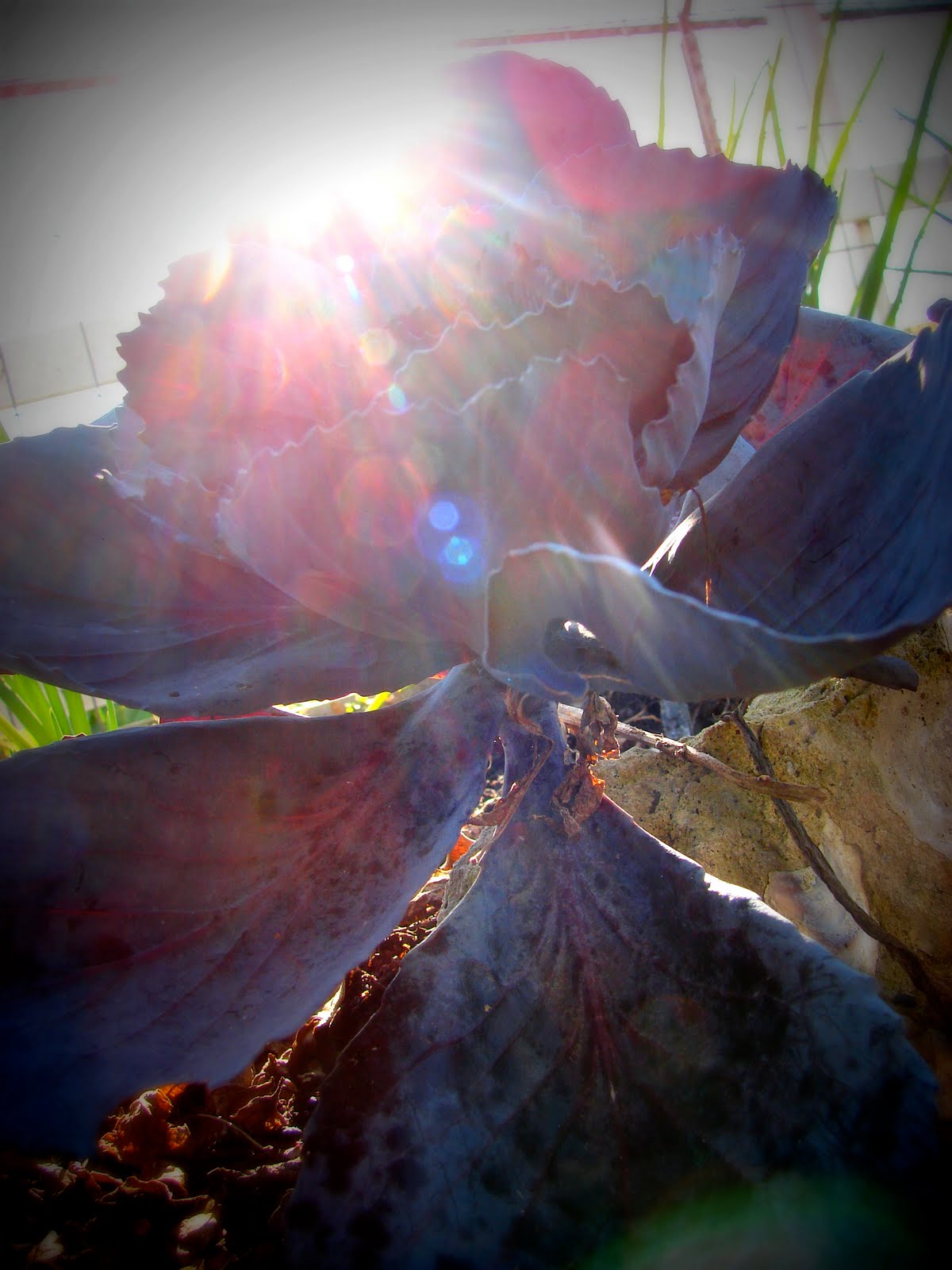 [red+cabbage.jpg]