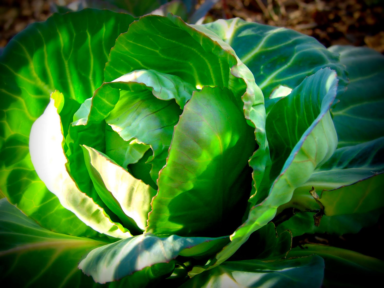 [red+cabbage+2.jpg]