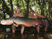 Ikan Raksasa dari Amazon Ada di Indonesia