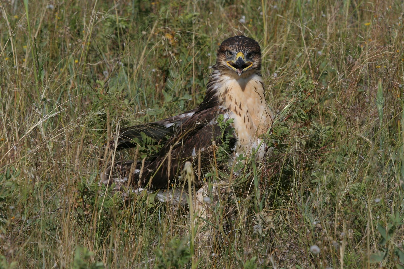 [ferruginoushawk31younggroundcwallis.jpg]