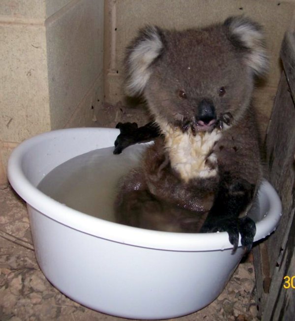 Koala Bear Koala Bear