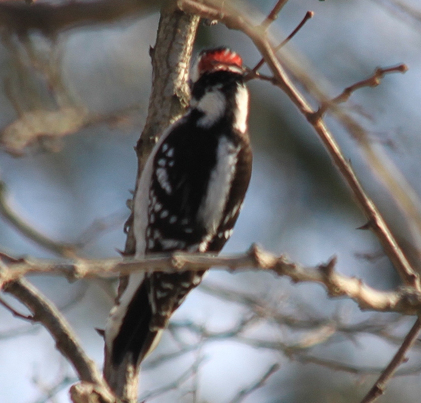 Nature on the Edge of New York City: The Smallest Woodpecker in North