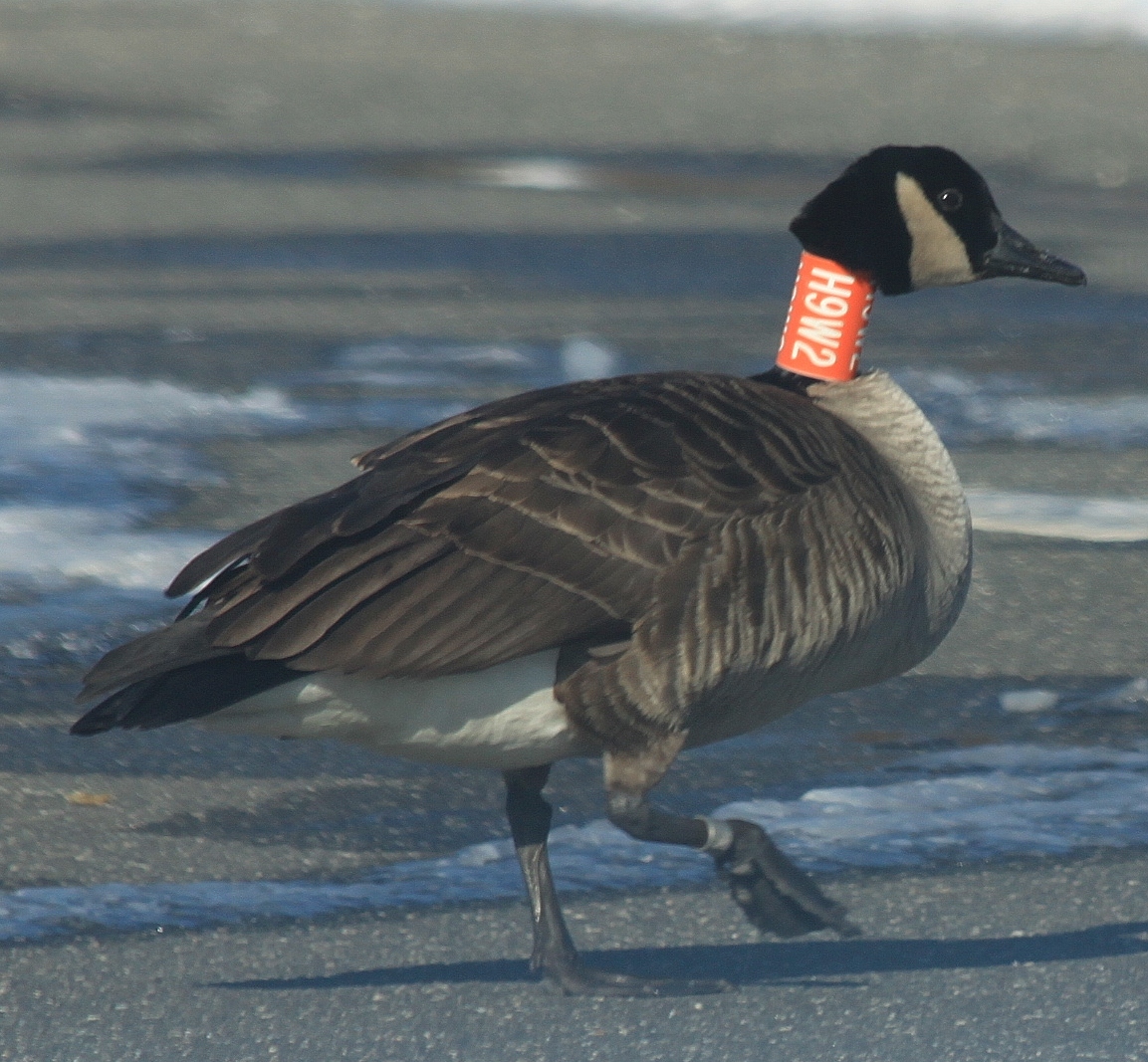 canada goose discount new york canada goose discount new york
