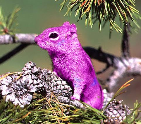 [pinksquirrelbynayruasukeivi_2.jpg]