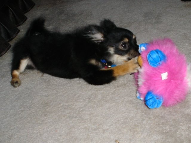 [dexter+playing.JPG]