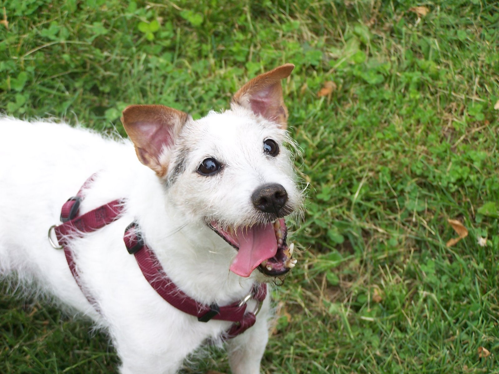 [JUJUBE+AND+LOLA+012.jpg]