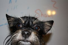 [3756061811_c1a7fc971f_m.jpg]