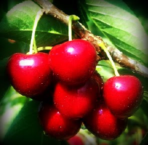 [sweet+cherry+32+small.jpg]