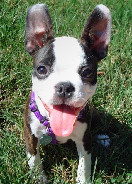 [maggie-the-boston-terrier-7_34217_2009-09-10_w450.jpg]