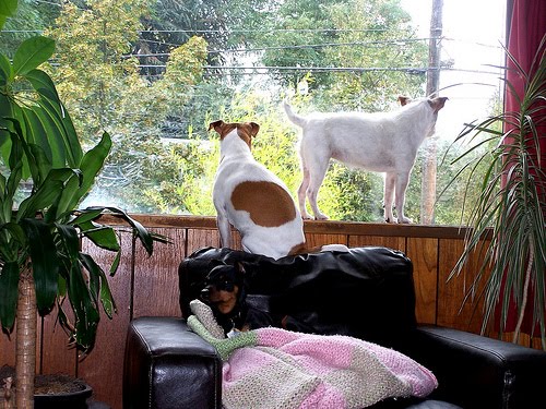 [4012799442_042949bc3e.jpg]