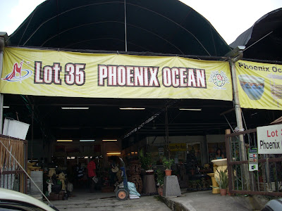 Phoenix Ocean