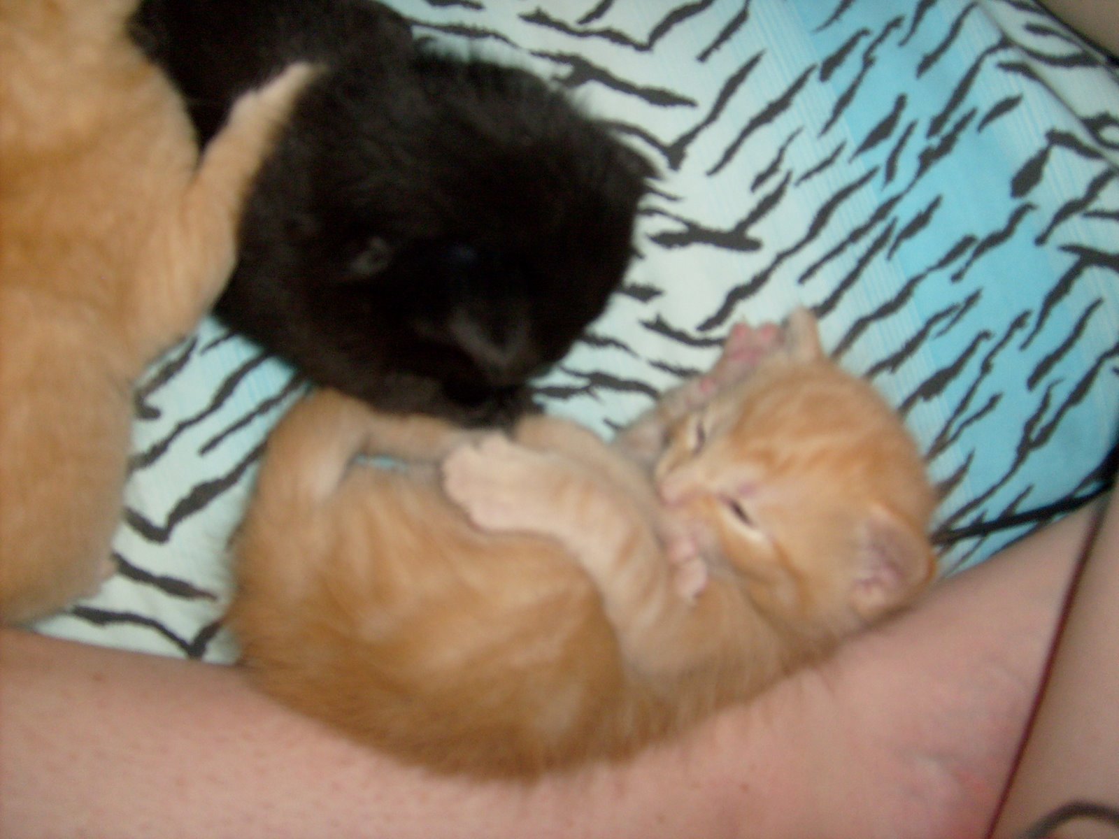 [kittens1.JPG]