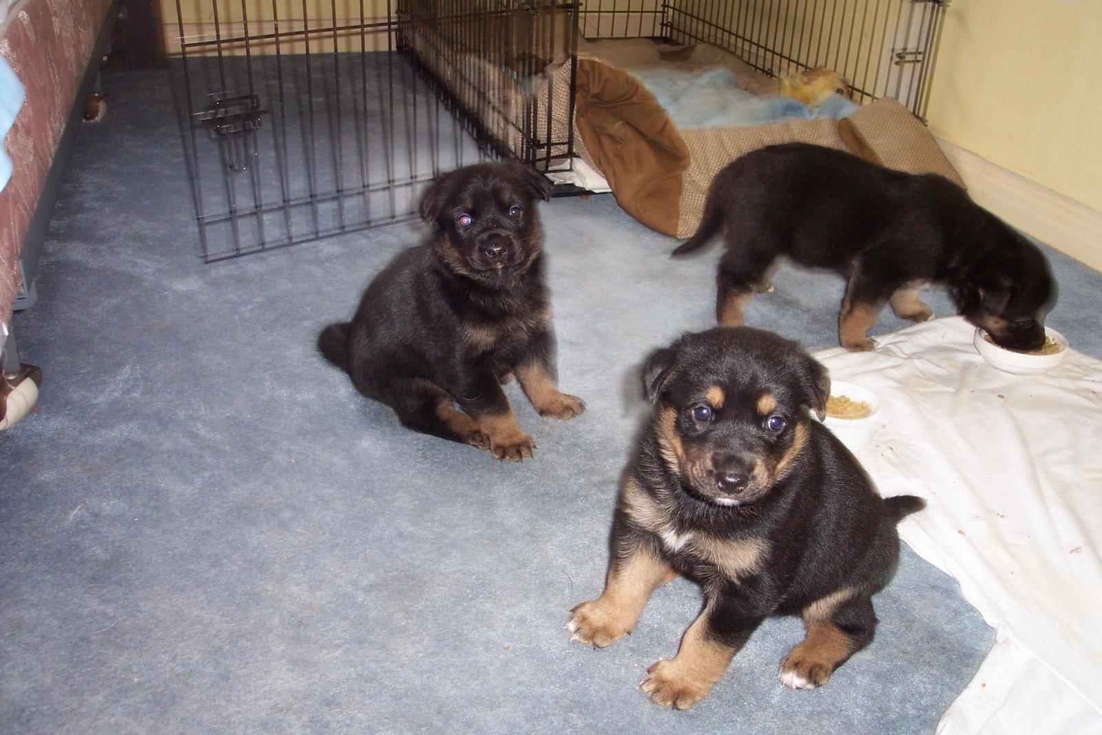 [puppies+june+9.jpg]